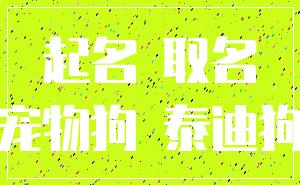 起名 取名_宠物狗 泰迪狗