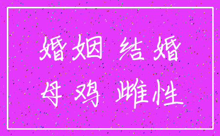婚姻 结婚_母鸡 雌性